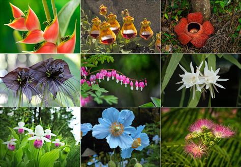 27 of the Most Rare Flowers in the World .